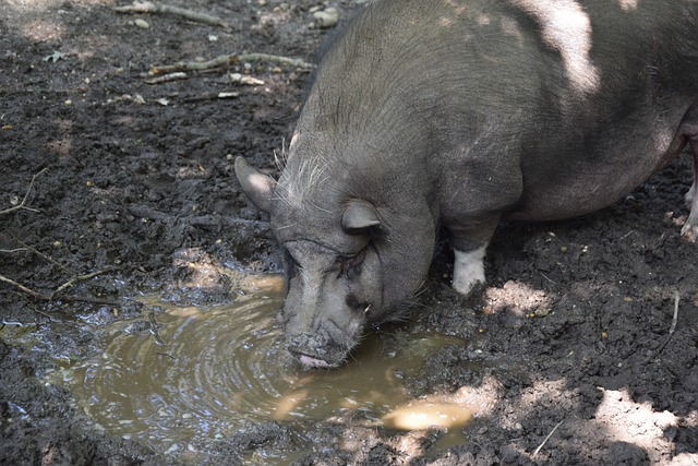 旨在提高他 旨在提高他